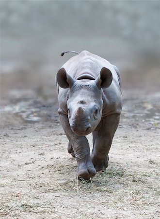 An image of a beautiful young rhino Photographie de stock - Aubaine LD & Abonnement, Code: 400-04202309