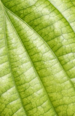 Close up of green leave Stock Photo - Budget Royalty-Free & Subscription, Code: 400-04202534