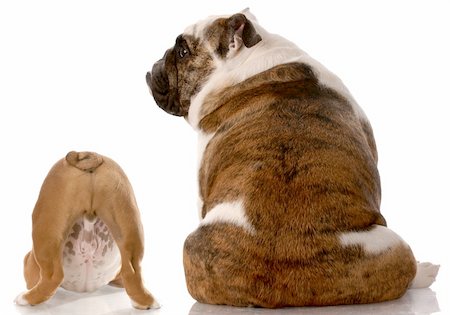 fat dog - two english bulldogs sitting with back to viewer with reflection on white background Stock Photo - Budget Royalty-Free & Subscription, Code: 400-04202871