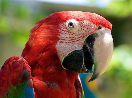 simsearch:400-05380441,k - Scarlet Macaw parrot Stockbilder - Microstock & Abonnement, Bildnummer: 400-04202888