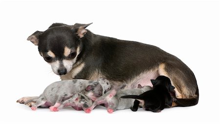 simsearch:400-07577152,k - Mother Chihuahua  and her puppies, 4 days old, in front of white background Foto de stock - Super Valor sin royalties y Suscripción, Código: 400-04203150