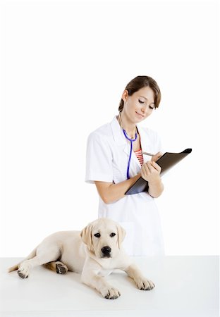 examination folder - Young female veterinary taking care of a beautiful labrador dog Stock Photo - Budget Royalty-Free & Subscription, Code: 400-04214090