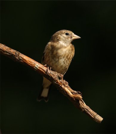 fleck - Portrait of a young Goldfinch Stock Photo - Budget Royalty-Free & Subscription, Code: 400-04214112
