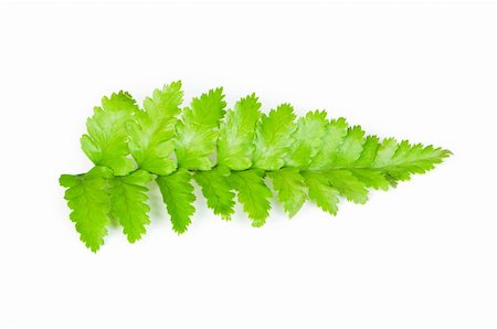 simsearch:400-04791546,k - Leaf of fern isolated on white Stock Photo - Budget Royalty-Free & Subscription, Code: 400-04214510