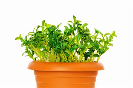 simsearch:400-04789618,k - Green seedlings growing in the clay pot Foto de stock - Royalty-Free Super Valor e Assinatura, Número: 400-04214680