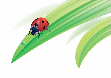 simsearch:400-07984864,k - Vector illustration. Ladybird on grass with water drops. Stockbilder - Microstock & Abonnement, Bildnummer: 400-04215337