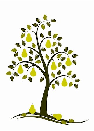 pear with leaves - vector pear tree on white background, Adobe Illustrator 8 format Stock Photo - Budget Royalty-Free & Subscription, Code: 400-04215372