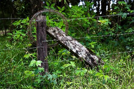 simsearch:400-04729403,k - Rustic barbed wire fence in Costa Rican cloud forest Photographie de stock - Aubaine LD & Abonnement, Code: 400-04215431