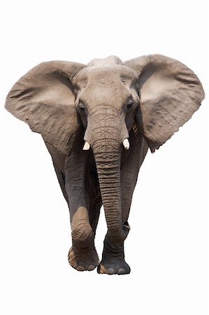 African Elephant isolated on white; Loxodonta Africana; Etosha Fotografie stock - Microstock e Abbonamento, Codice: 400-04215515