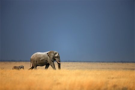 Elephant bull and zebra walking in open grassfield; Loxodonta Africana; Etosha Fotografie stock - Microstock e Abbonamento, Codice: 400-04215529