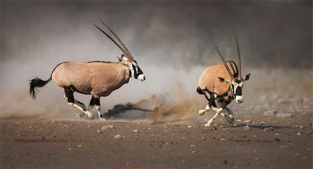 Aggressive antelope chase looser after a fight; Etosha Foto de stock - Super Valor sin royalties y Suscripción, Código: 400-04215534