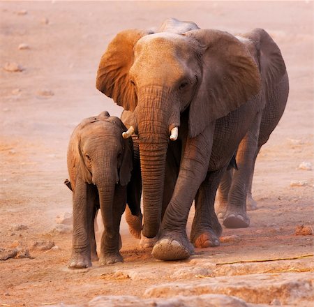 Small Elephant family walkong over sandy plains of Etosha Fotografie stock - Microstock e Abbonamento, Codice: 400-04215535