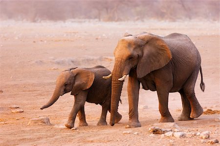Elephant cow and calf  walking over sandy plains of Etosha Fotografie stock - Microstock e Abbonamento, Codice: 400-04215536