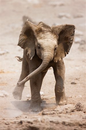simsearch:700-00162821,k - Baby Elephant mock charging; Loxodonta Africana; Etosha Photographie de stock - Aubaine LD & Abonnement, Code: 400-04215538