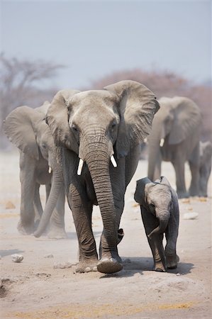 Elephant cow and calf with herd following in background; Loxodonta Africana Fotografie stock - Microstock e Abbonamento, Codice: 400-04215530