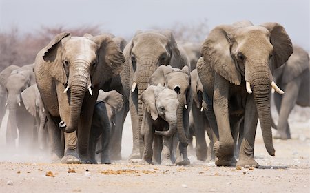 simsearch:700-02833658,k - Large herd of elephants approaching over  the dusty plains of Etosha Photographie de stock - Aubaine LD & Abonnement, Code: 400-04215547
