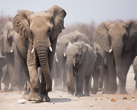 simsearch:6119-08740739,k - Large herd of elephants approaching over  the dusty plains of Etosha Foto de stock - Royalty-Free Super Valor e Assinatura, Número: 400-04215549