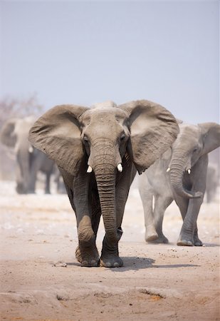 Elephant approaching over dusty sand with herd following in background Fotografie stock - Microstock e Abbonamento, Codice: 400-04215541