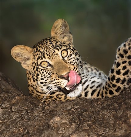 simsearch:400-04399380,k - A  portrait of a leopard lying in a tree while licking it's lips Fotografie stock - Microstock e Abbonamento, Codice: 400-04215551