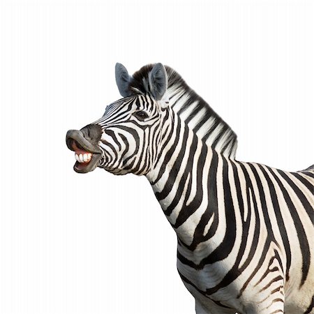 simsearch:873-06440982,k - Laughing zebra isolated against white background; equus burchell's Foto de stock - Super Valor sin royalties y Suscripción, Código: 400-04215553