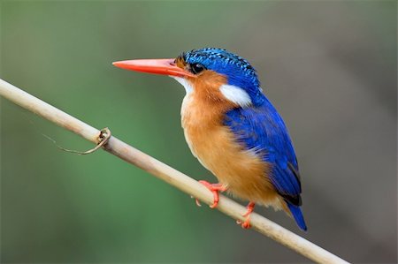 Malachite Kingfisher; Alcedo Cristata; Kruger National Park; South Africa Photographie de stock - Aubaine LD & Abonnement, Code: 400-04215865