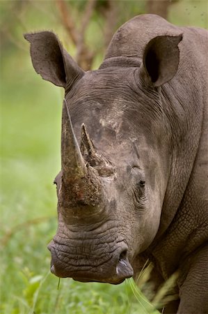rhino south africa - Close-up of White Rhinoceros; Ceratotherium Simum; South Africa Stock Photo - Budget Royalty-Free & Subscription, Code: 400-04215870