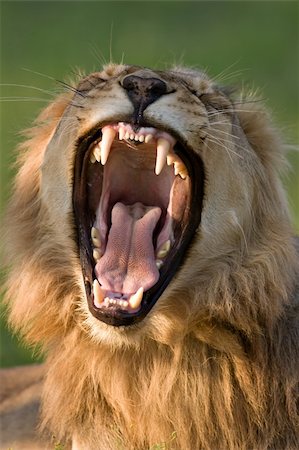 Dangerous teeth of a young male lion; panthera leo Stock Photo - Budget Royalty-Free & Subscription, Code: 400-04215888