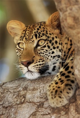 simsearch:400-04534477,k - Close-up portrait of a leopard lying in a tree; Panthera pardus Foto de stock - Super Valor sin royalties y Suscripción, Código: 400-04215880