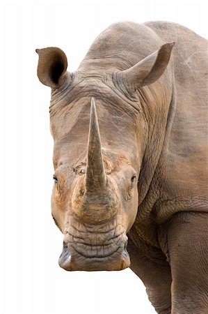 simsearch:400-03930149,k - White Rhinoceros isolated on white; Ceratotherium Simum Stock Photo - Budget Royalty-Free & Subscription, Code: 400-04215882