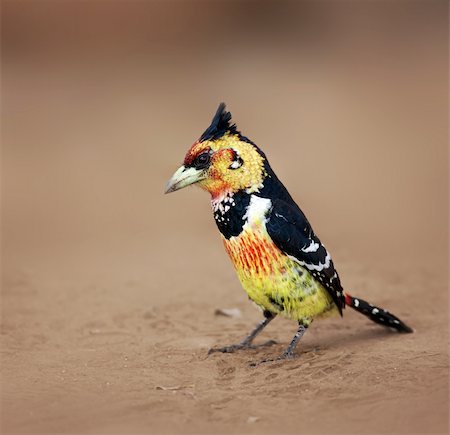 Crested barbet; Trachyphonus vaillantii; South Africa Stock Photo - Budget Royalty-Free & Subscription, Code: 400-04215914