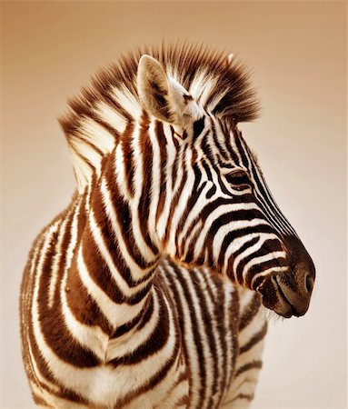 Close-up portrait of a  baby zebra;  Etosha; Equus burchell's Fotografie stock - Microstock e Abbonamento, Codice: 400-04215925