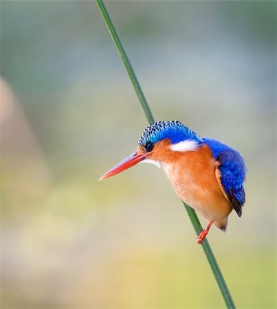 Malachite Kingfisher; Alcedo Cristata; Kruger National Park; South Africa Stock Photo - Budget Royalty-Free & Subscription, Code: 400-04215929