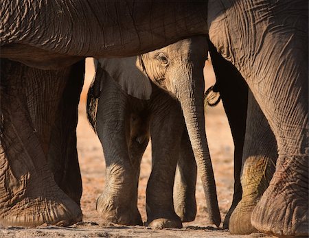 elephant feet - Baby elephant seen through adult's legs; Loxodonta Africana; Etosha Photographie de stock - Aubaine LD & Abonnement, Code: 400-04215920