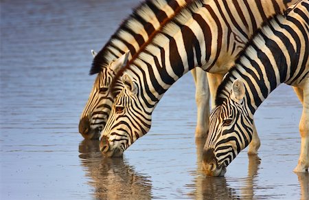 simsearch:400-04348140,k - Three zebras drink at a waterhole in Etosha; Equus burchell's Foto de stock - Super Valor sin royalties y Suscripción, Código: 400-04215922