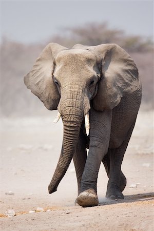 simsearch:400-05216600,k - Elephant approaching over dusty sand in Etosha Foto de stock - Super Valor sin royalties y Suscripción, Código: 400-04215934