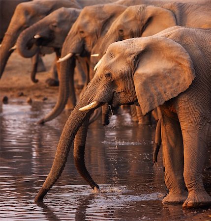 simsearch:400-07430708,k - Elephant herd drinking at a waterhole in Etosha Stock Photo - Budget Royalty-Free & Subscription, Code: 400-04215935