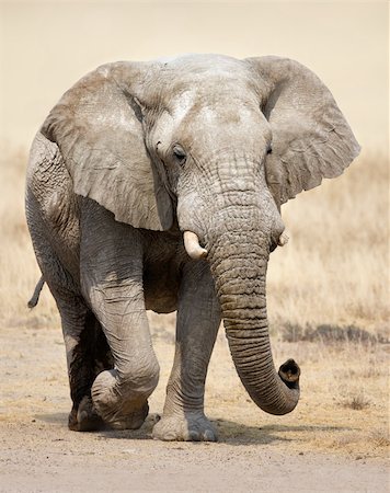 simsearch:400-05216600,k - Elephant approaching over grassy plains of Etosha Foto de stock - Super Valor sin royalties y Suscripción, Código: 400-04215936