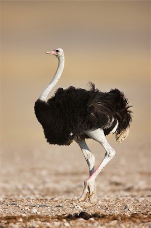 simsearch:400-06081401,k - Wild male ostrich walking on rocky plains of etosha Stock Photo - Budget Royalty-Free & Subscription, Code: 400-04215930