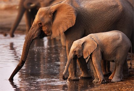 Baby elephant and cow drinking water ; Etosha Fotografie stock - Microstock e Abbonamento, Codice: 400-04215932