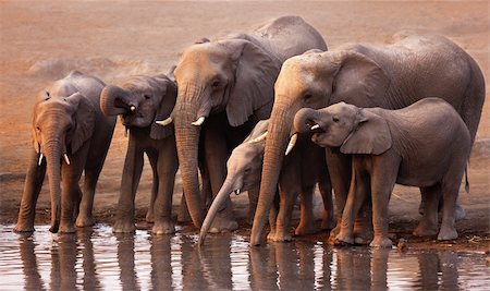 simsearch:400-07430708,k - Elephant herd drink at a waterhole in Etosha Stock Photo - Budget Royalty-Free & Subscription, Code: 400-04215933