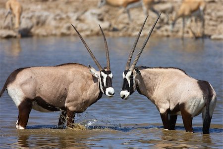 Two Gemsbok antelopes standing in a waterhole to drink; Etosha; oryx gazella Foto de stock - Super Valor sin royalties y Suscripción, Código: 400-04215941