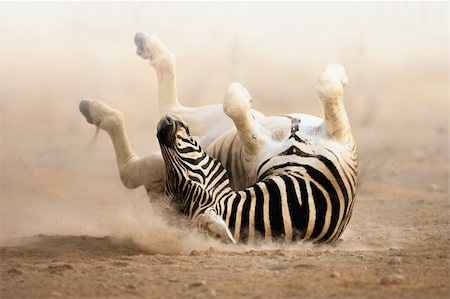 Zebra rolling on dusty white sand; Etosha Fotografie stock - Microstock e Abbonamento, Codice: 400-04215975