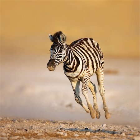 Close-up of a young zebra running on rocky plains of Etosha Fotografie stock - Microstock e Abbonamento, Codice: 400-04215977