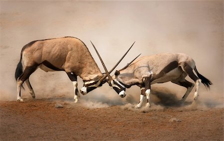 ÊIntense fight between two male Gemsbok on dusty plains of Etosha Photographie de stock - Aubaine LD & Abonnement, Code: 400-04215979