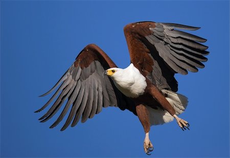 African Fish Eagle in full flight; Haliaeetus Vocifer Stock Photo - Budget Royalty-Free & Subscription, Code: 400-04215988