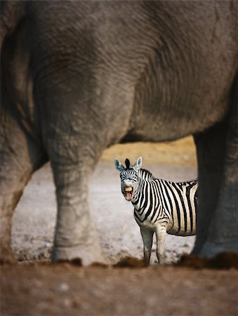 elephant mouth open - Animal humour; Zebra barking; seen through elephants legs; Etosha Stock Photo - Budget Royalty-Free & Subscription, Code: 400-04215996