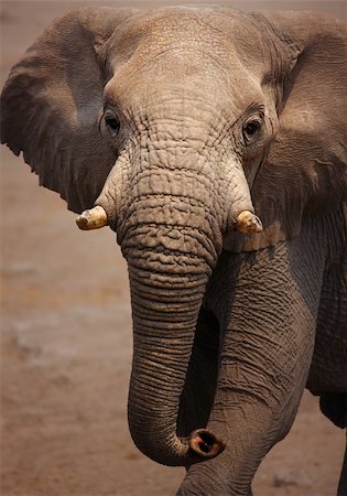 Close-up portrait of a large african elephant; loxodonta africana Fotografie stock - Microstock e Abbonamento, Codice: 400-04215998