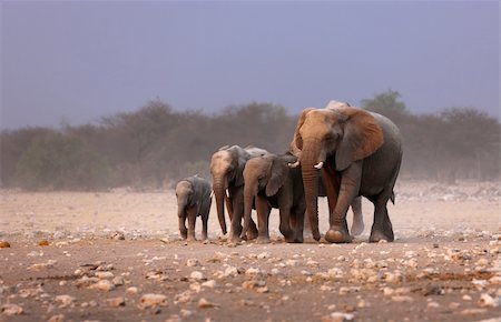 Large herd of elephants approaching over  the dusty plains of Etosha Fotografie stock - Microstock e Abbonamento, Codice: 400-04215990