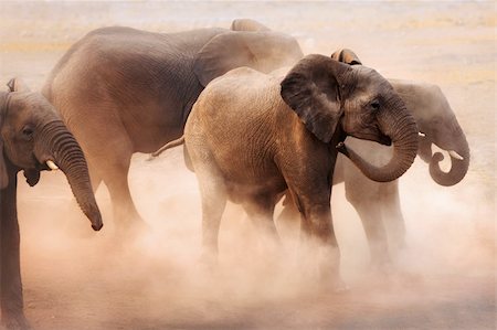 simsearch:700-00162821,k - Disturbed elephants creating a lot of dust in Etosha desert Photographie de stock - Aubaine LD & Abonnement, Code: 400-04215992