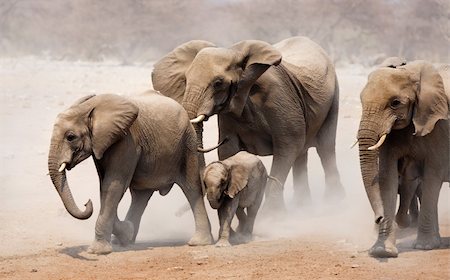 simsearch:6119-08740739,k - Elephant herd approaching over dusty plains of Etosha Foto de stock - Royalty-Free Super Valor e Assinatura, Número: 400-04215993